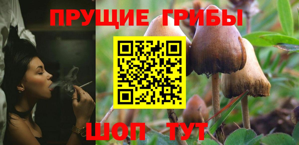 Галлюциногенные грибы Psilocybe Елец